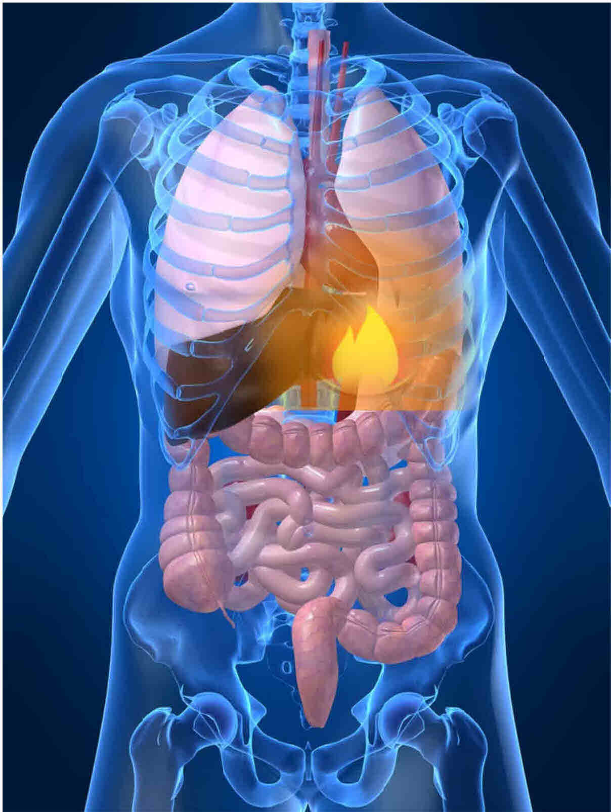 body structure lungs