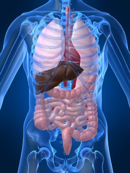 the-war-against-our-internal-microbiolgy